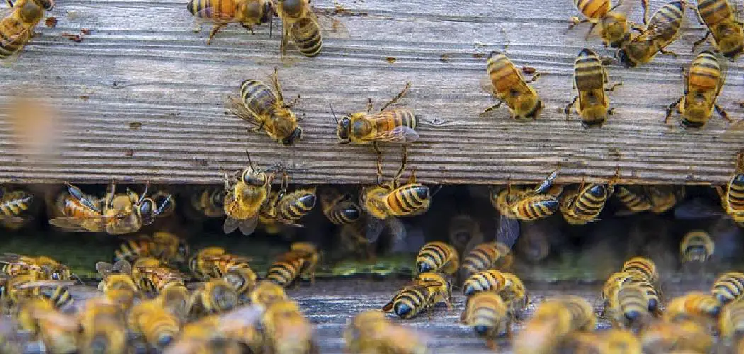 How to Keep Bumble Bees Away From Deck