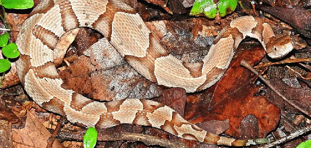 How to Keep Copperheads Out of Your Yard