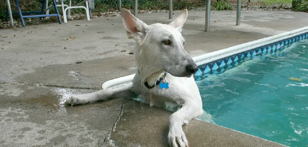 How to Keep Dogs Out of Inground Pool