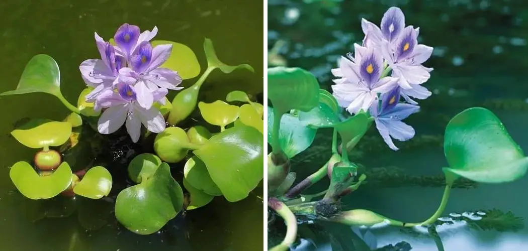 How to Plant Water Hyacinth in Pond