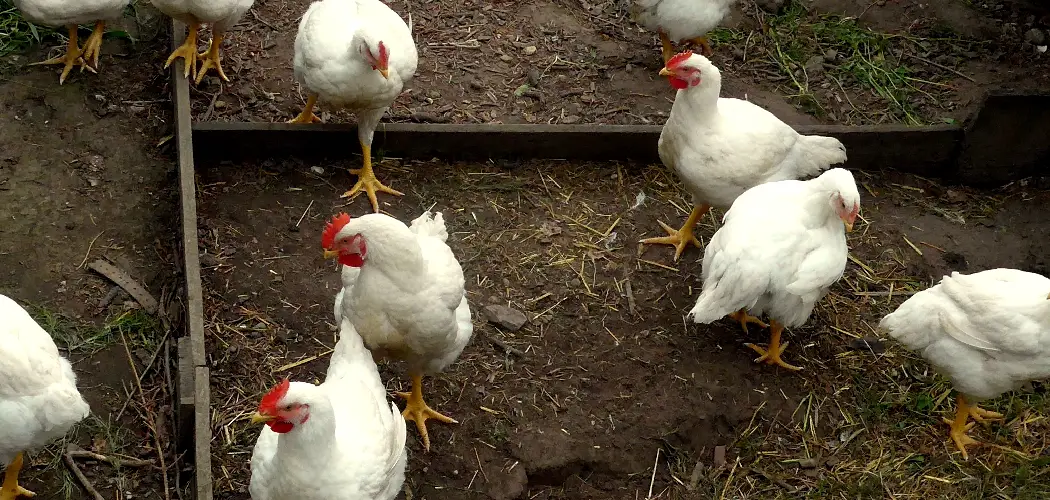 How to Breed Cornish Cross Chickens