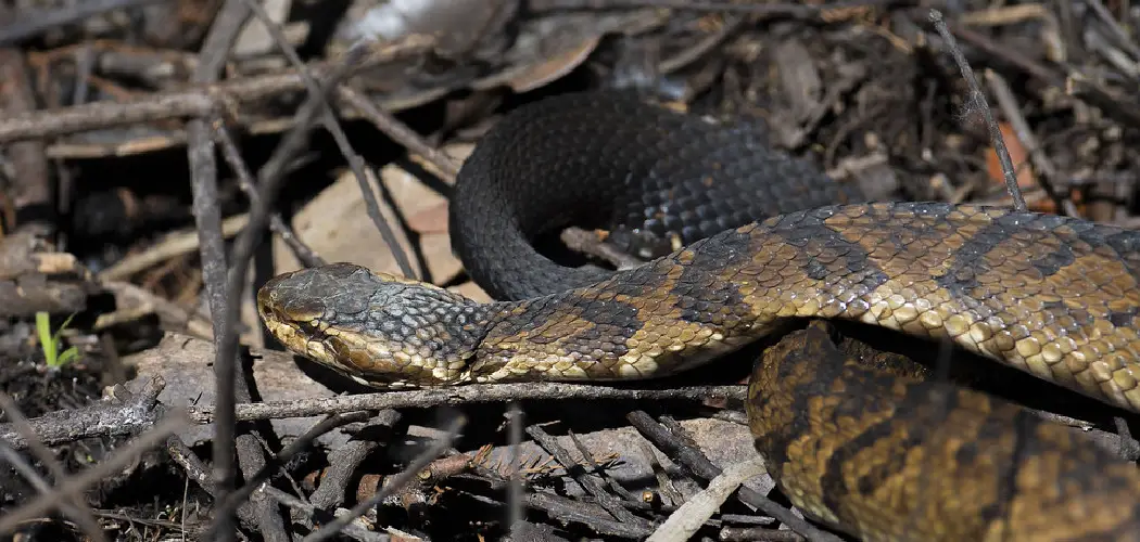 How to Get Rid of Cottonmouth Snakes