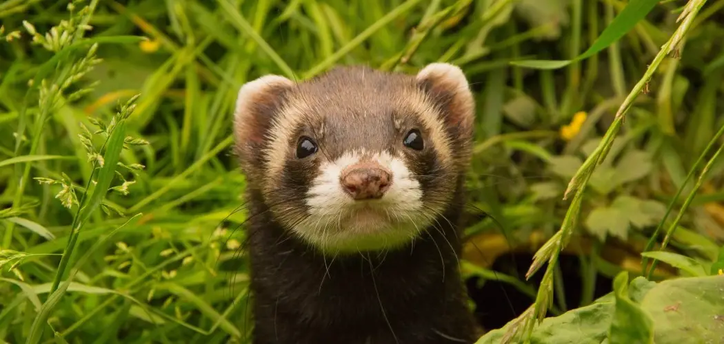How to Get Rid of Minks