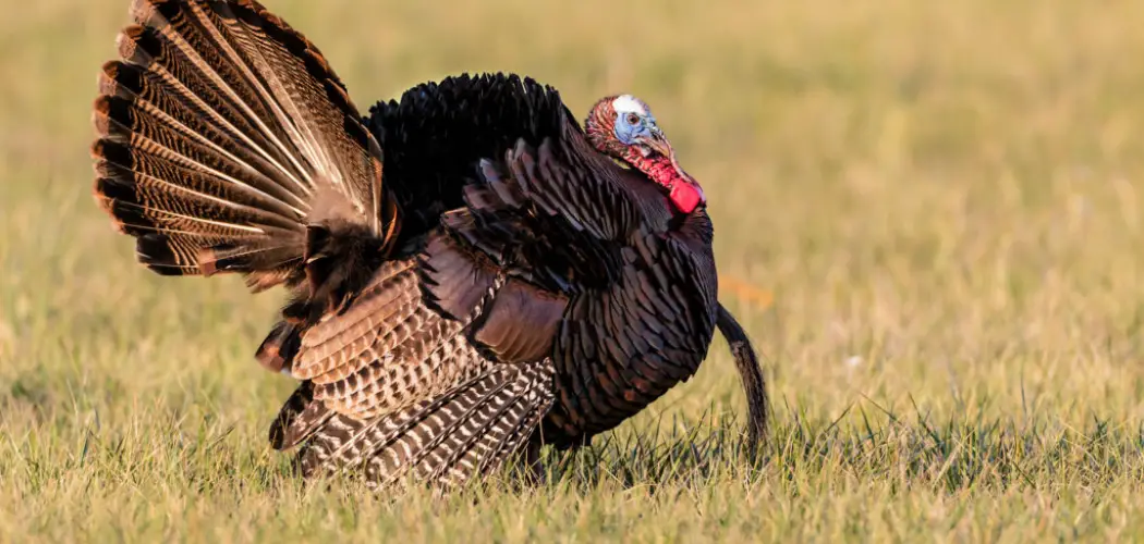 How to Get Rid of Wild Turkeys in Your Yard