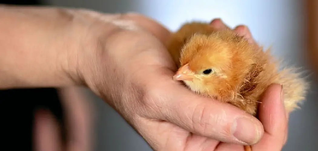 How to Keep Chickens Cool