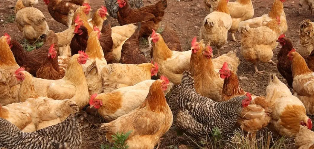 How to Prevent Mites in Chickens