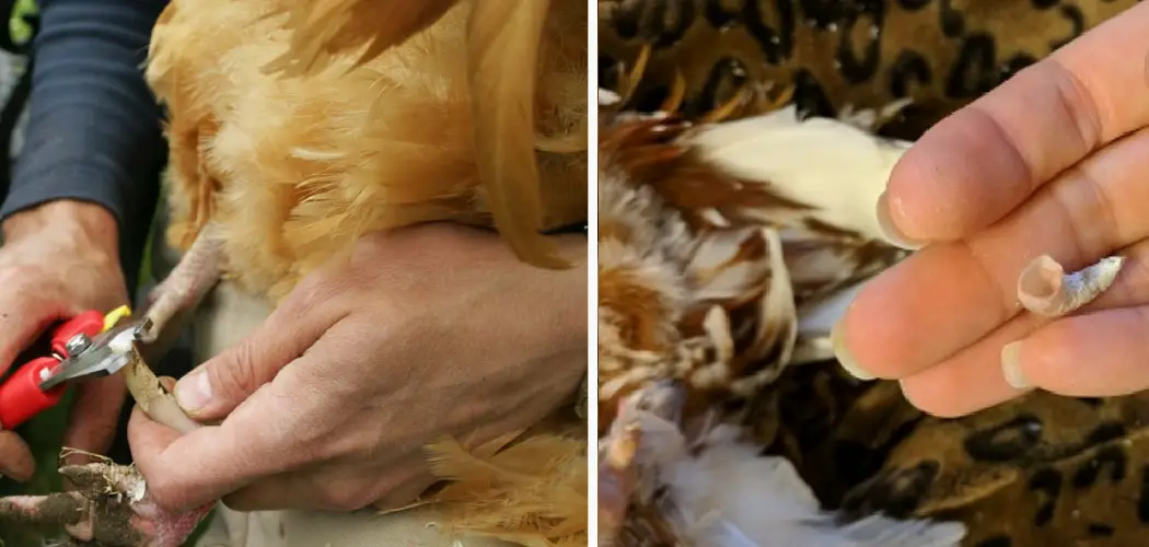 How to Remove a Roosters Spurs