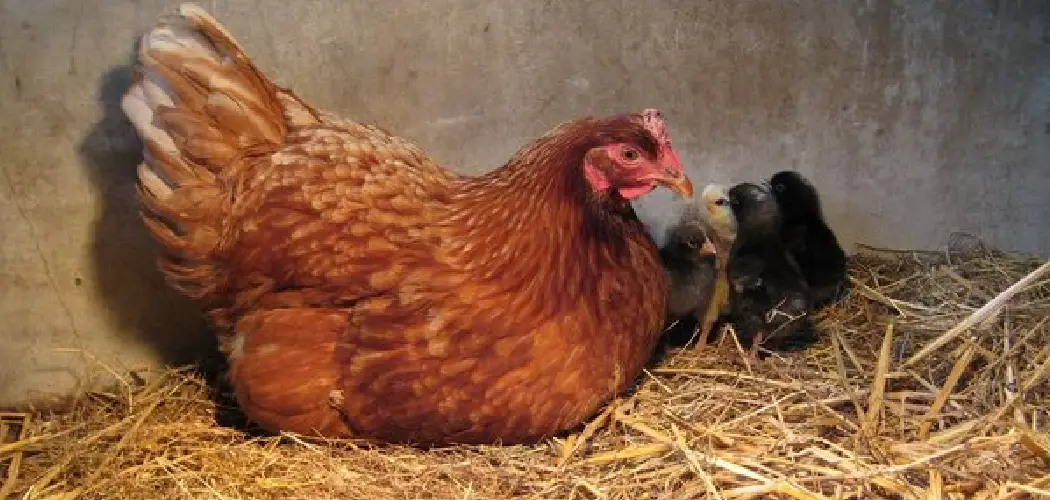 How to Stop Broody Chickens