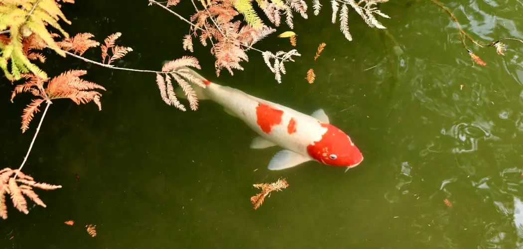 How to Tell if There Are Fish in a Pond