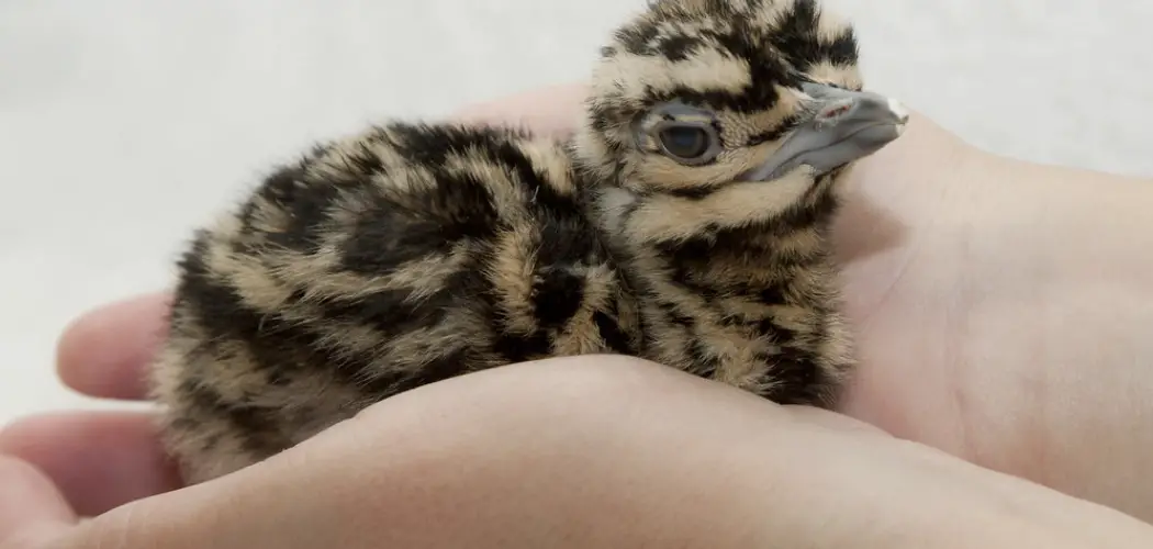 How to Care for Chicks after They Hatch