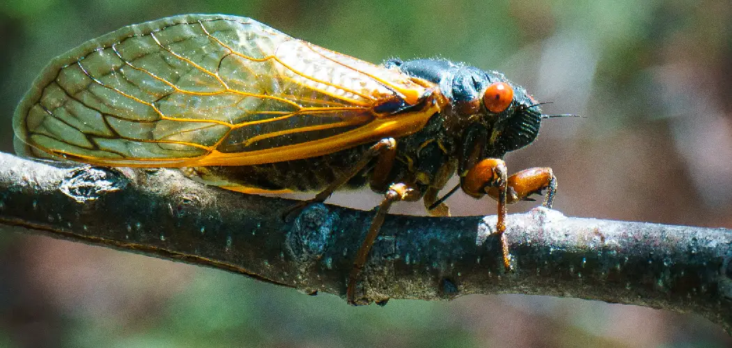 How to Catch Cicadas