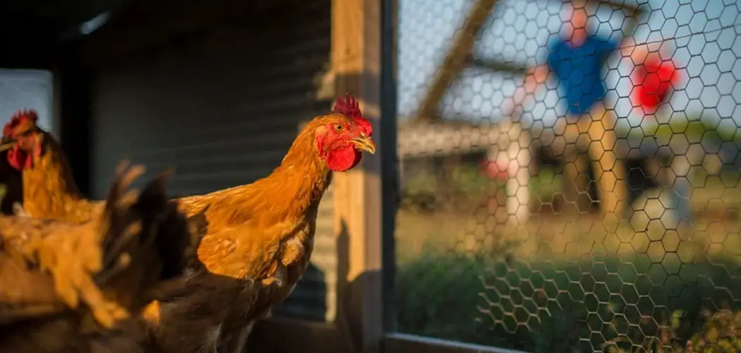 How to Disinfect a Wooden Chicken Coop