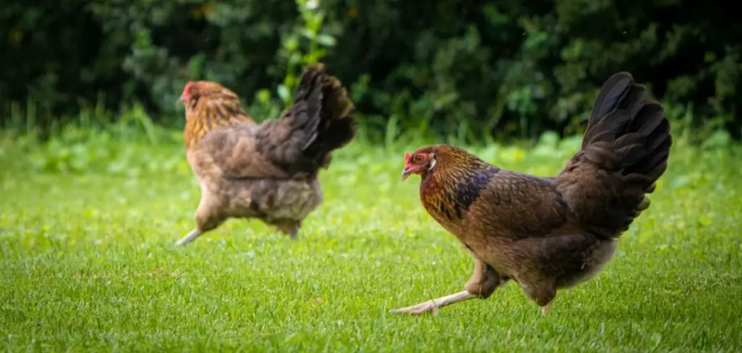 How to Get Free Range Chickens to Lay in Coop