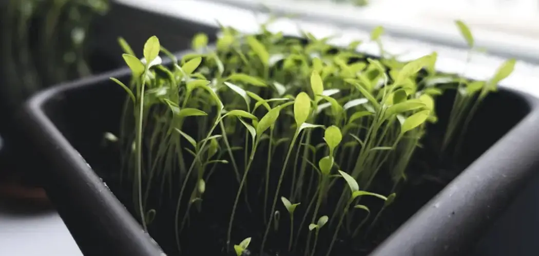 How to Grow Sprouts for Chickens