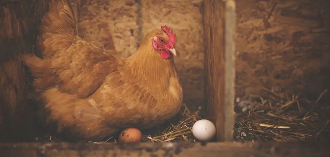 How to Help Chickens Lay Eggs