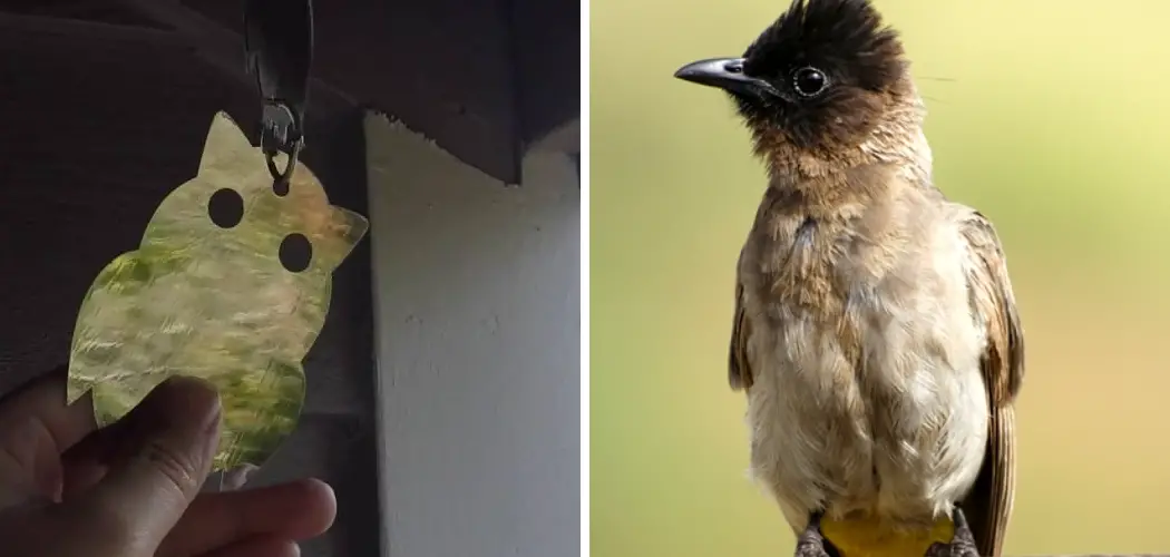 How to Keep Birds Out of a Barn