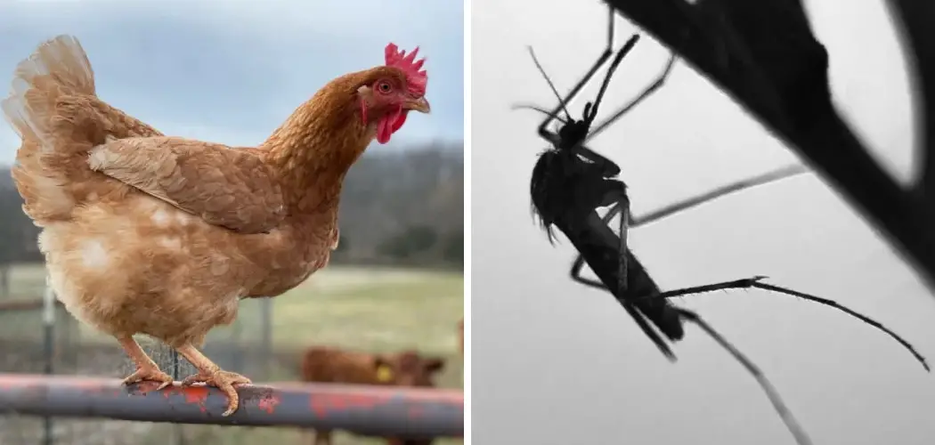 How to Keep Gnats Away From Chickens