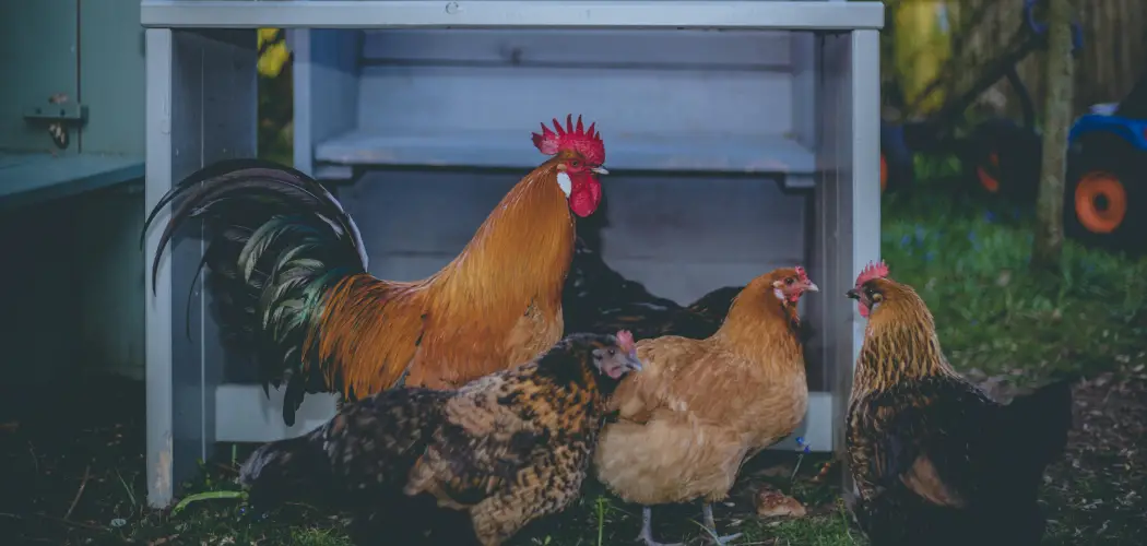 How to Move Chickens to A New Coop