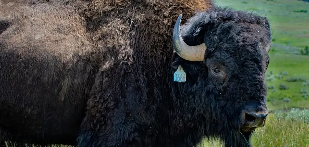 How to Raise Bison