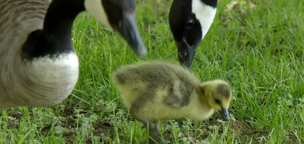How to Raise Goslings
