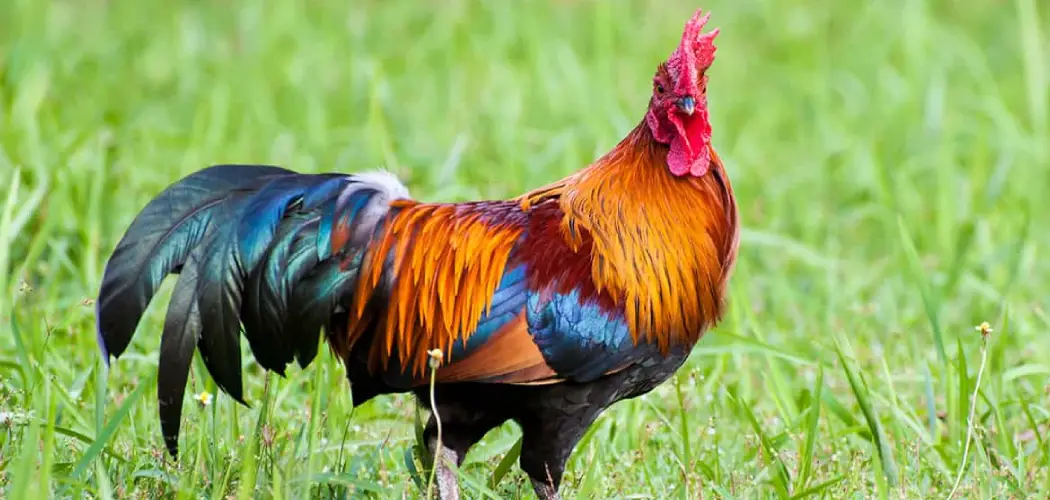 How to Rehome a Rooster