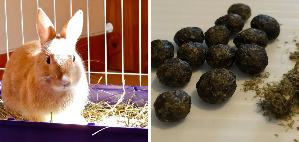 How to Stop Rabbit Pooping Everywhere