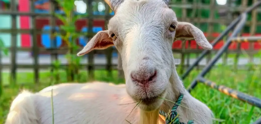 How to Tell if Your Goat is in Heat