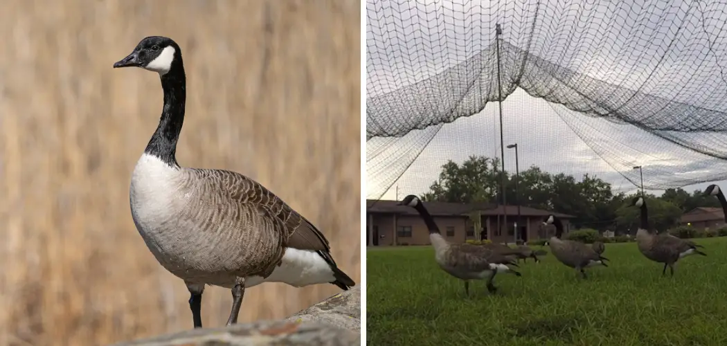 How to Trap a Goose