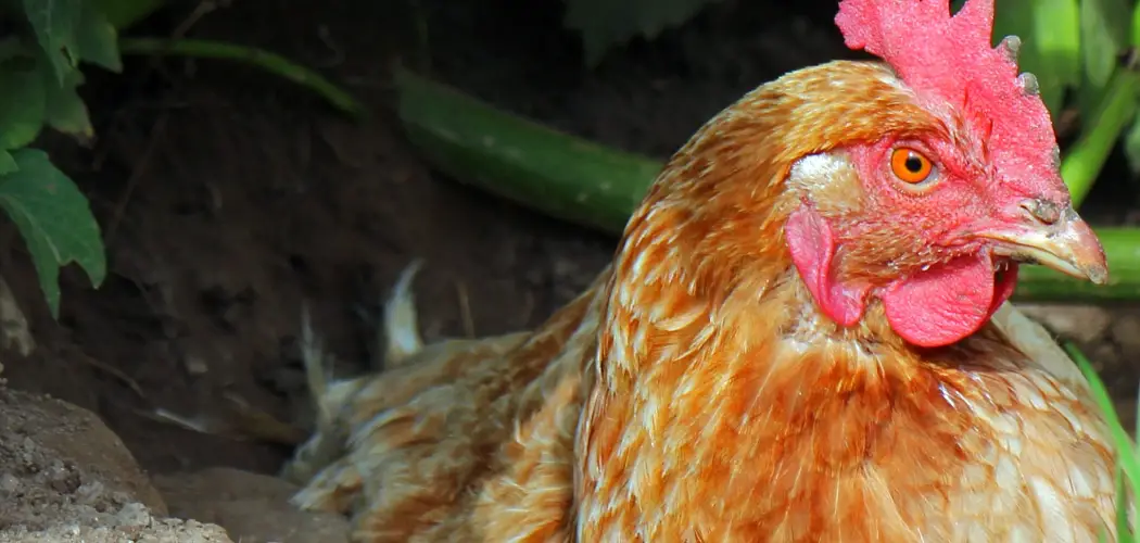 How to Treat Egg Bound Hen