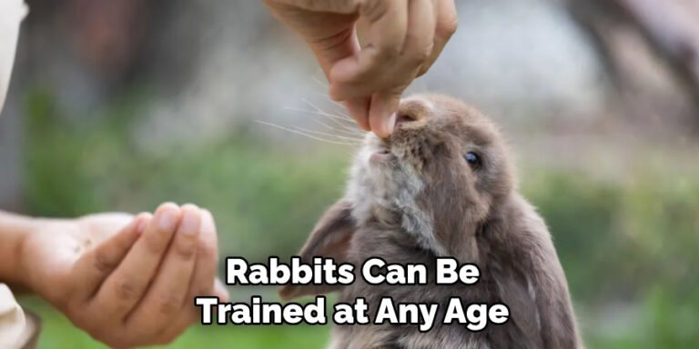 Rabbit Training Poop How to Stop Rabbit Pooping Everywhere | 12 Easy Steps (2026)