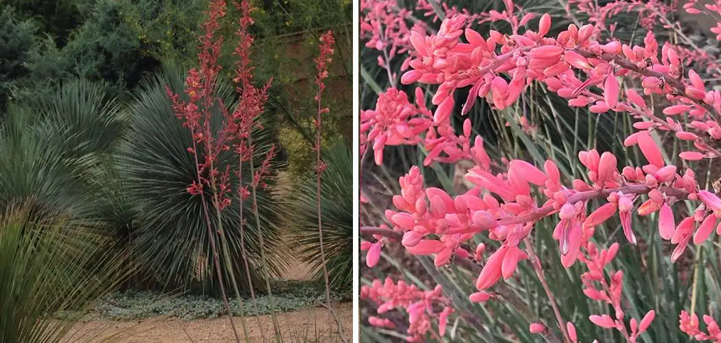 How to Divide Red Yucca Plants