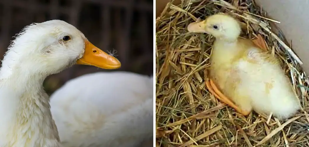 How to Fix Niacin Deficiency in Ducks