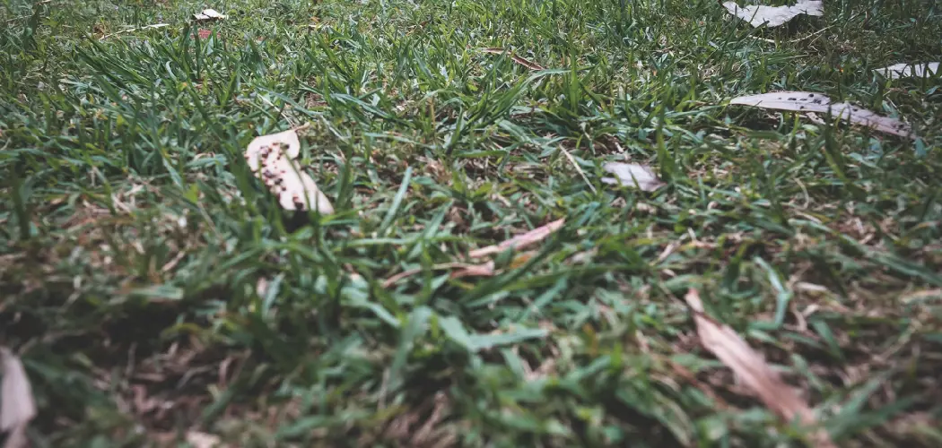 How to Fix Thin Lawn