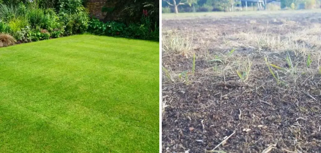 How to Fix an Ugly Lawn