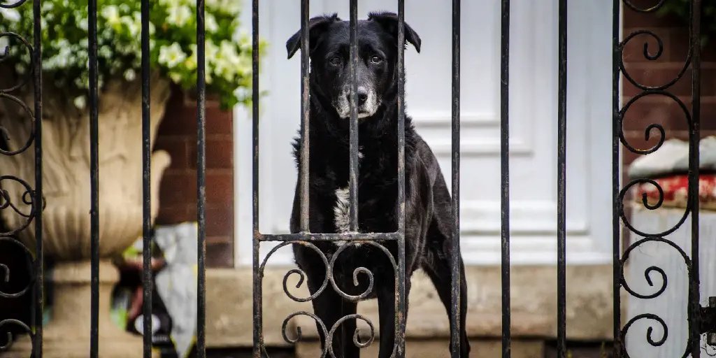 How to Keep Dog in Wrought Iron Fence