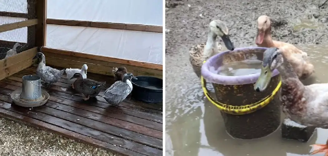 How to Keep Duck Pen from Getting Muddy