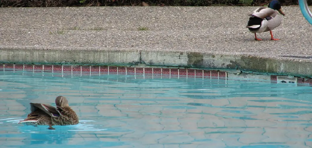 How to Keep Ducks Out of Pool at Night