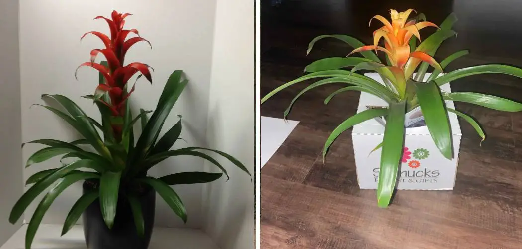 How to Make Bromeliads Flower