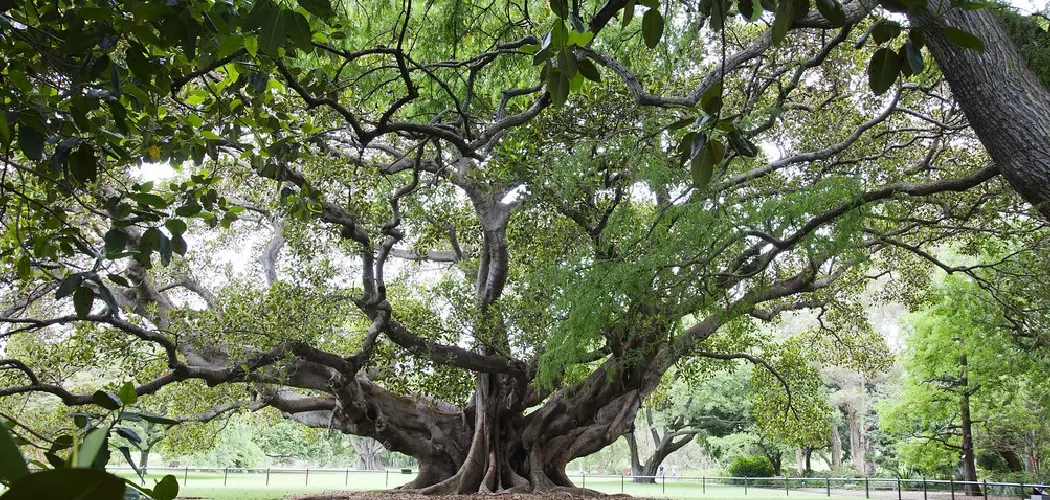 How to Make a Fig Tree Grow Faster