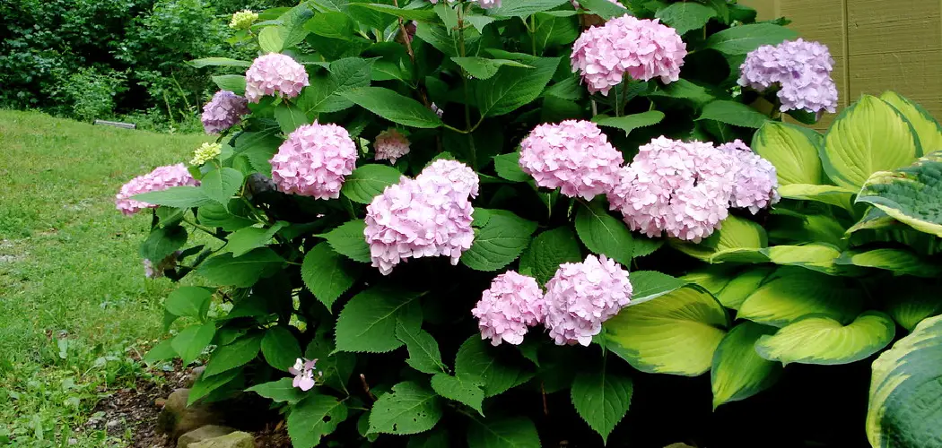 How to Plant Endless Summer Hydrangea