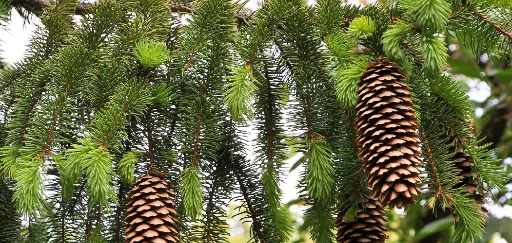 How to Plant Norway Spruce for Privacy
