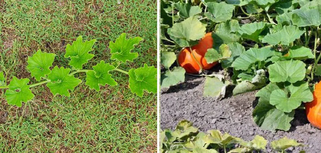 How to Prune Pumpkins