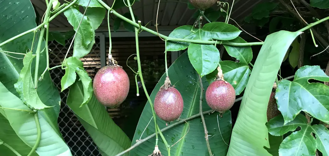 How to Prune a Passion Fruit Vine