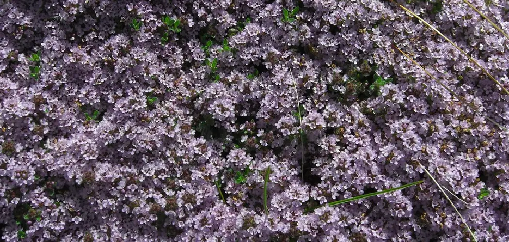 How to Replace Lawn With Creeping Thyme