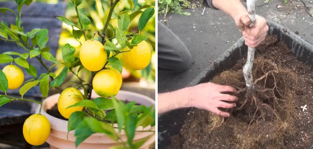 How to Repot a Lemon Tree