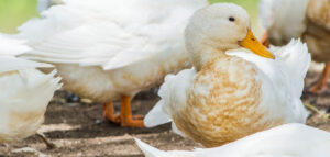 How to Tell Male from Female Pekin Ducklings | 10 Easy Methods