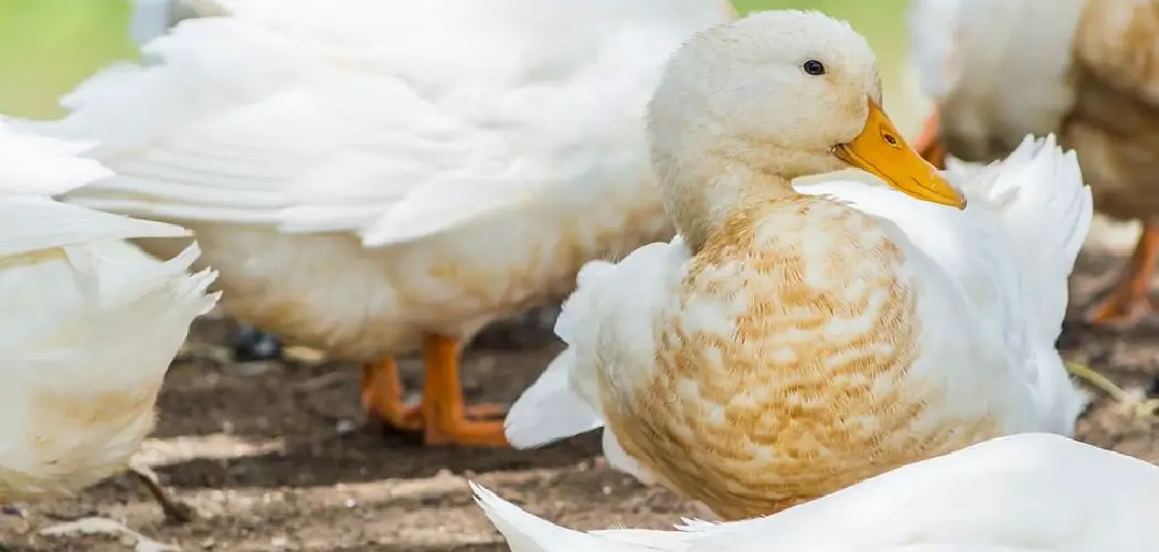 How to Tell Male from Female Pekin Ducklings