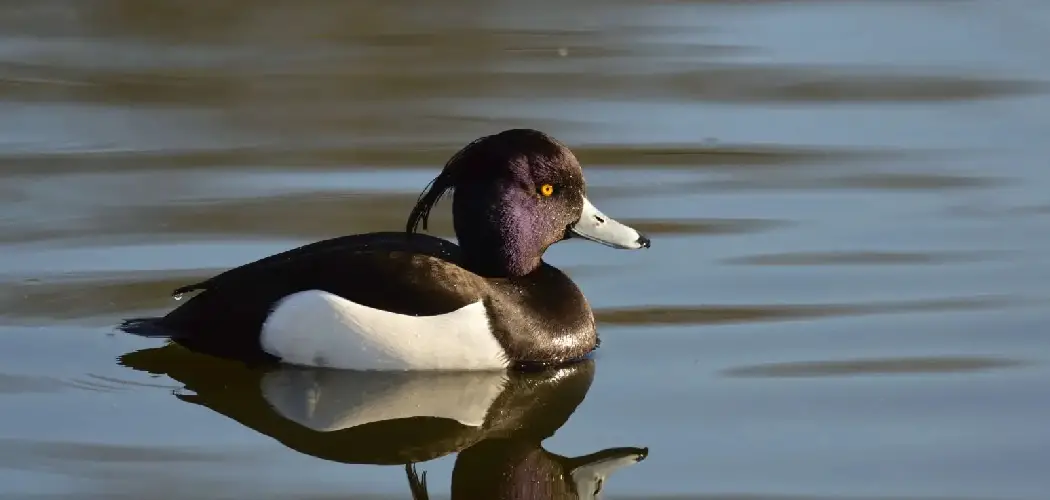 How to Tell the Age of a Duck