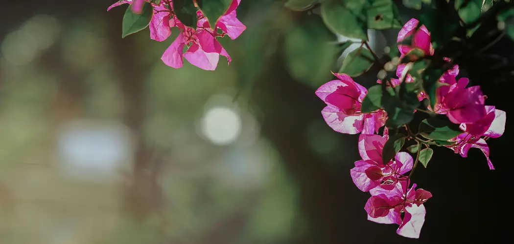 How to Train Bougainvillea