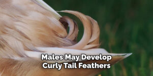 How to Tell Male from Female Pekin Ducklings | 10 Easy Methods